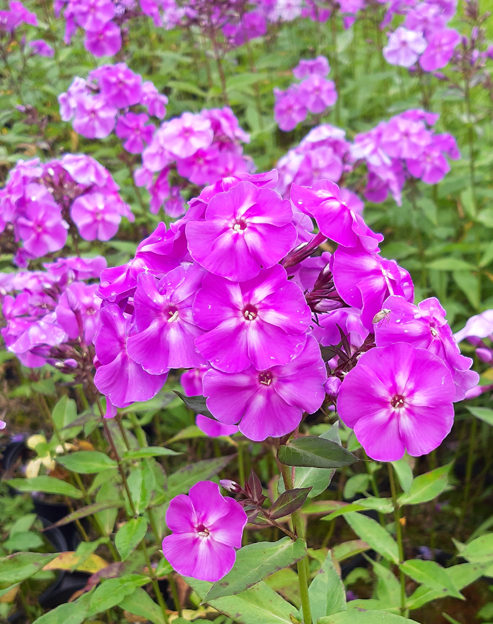 Phlox paniculata `Blue Boy`